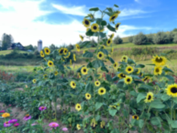 Sunflower Lemon Queen Seeds