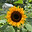 www.littleseedcompany.com favicon