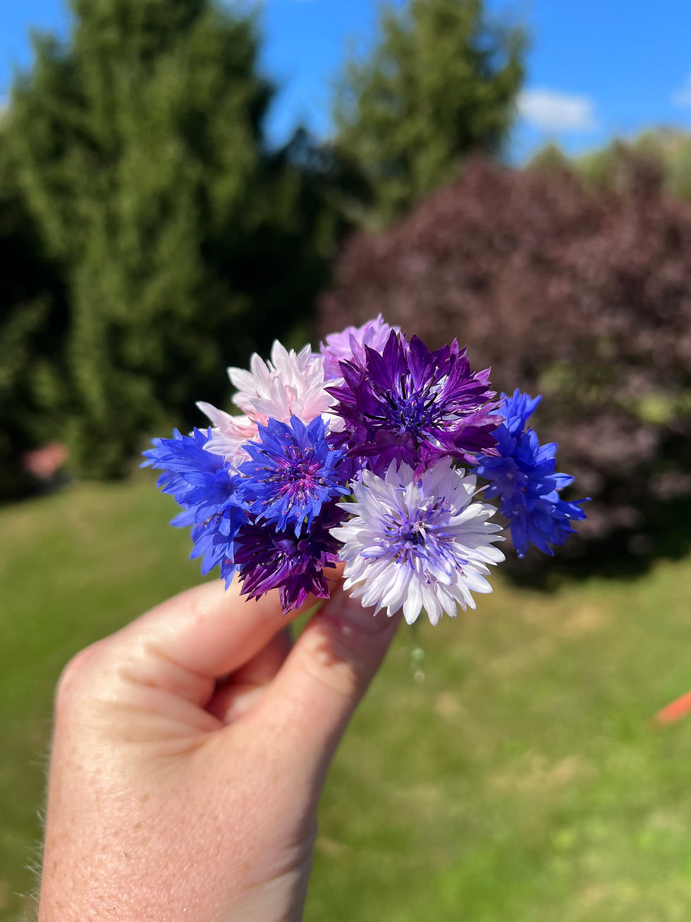 Bachelor’s Buttons Cyanus Mix Seeds