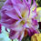 Thumbnail: Colorado Classic Dahlia Tuber
