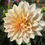 Thumbnail: Café Au Lait Dahlia Tuber