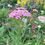 Thumbnail: Yarrow Fruitbowl Seeds