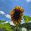 Thumbnail: Sunflower Autumn Beauty Seeds