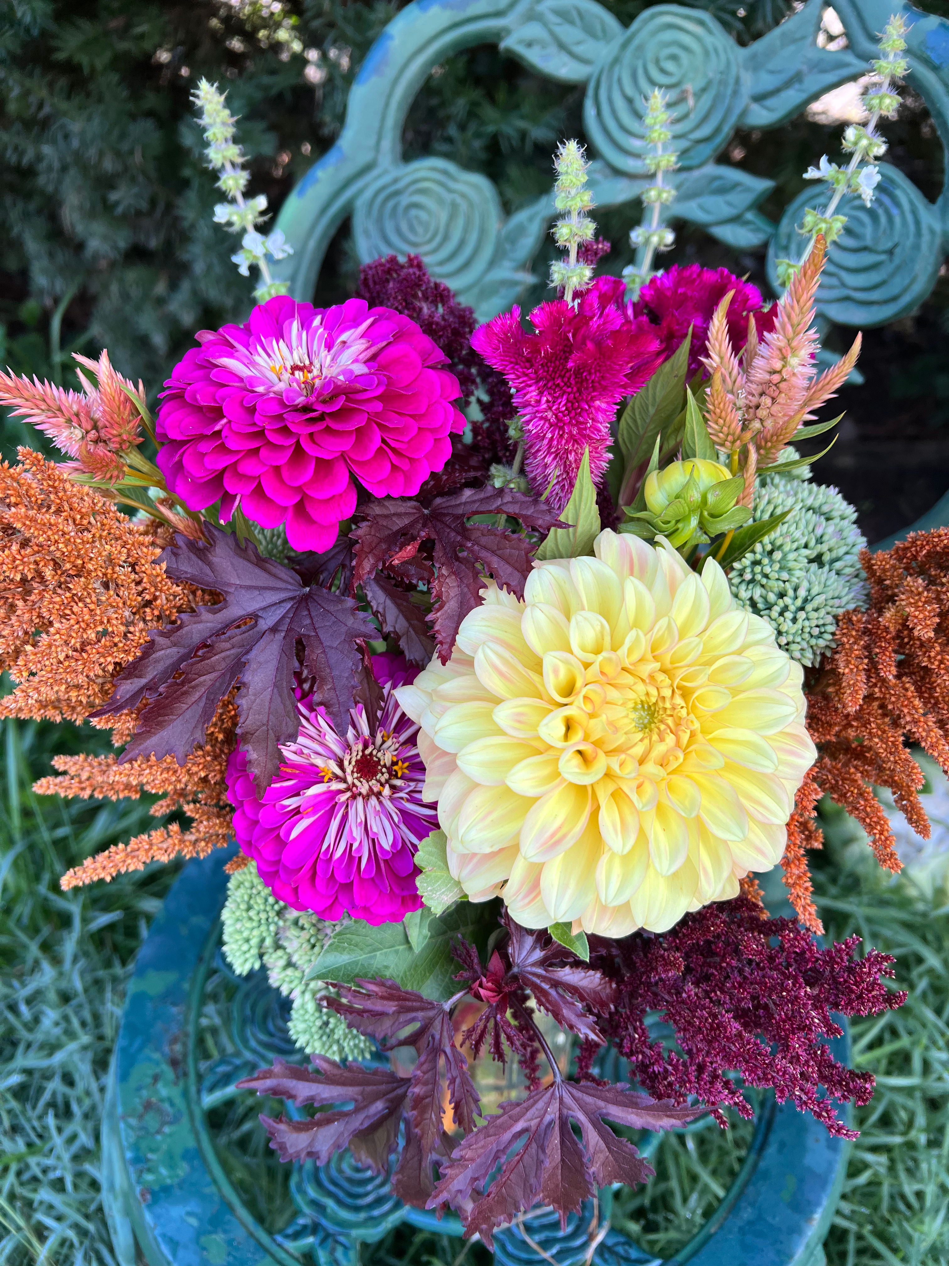 Bracken Sarah Dahlia Tuber