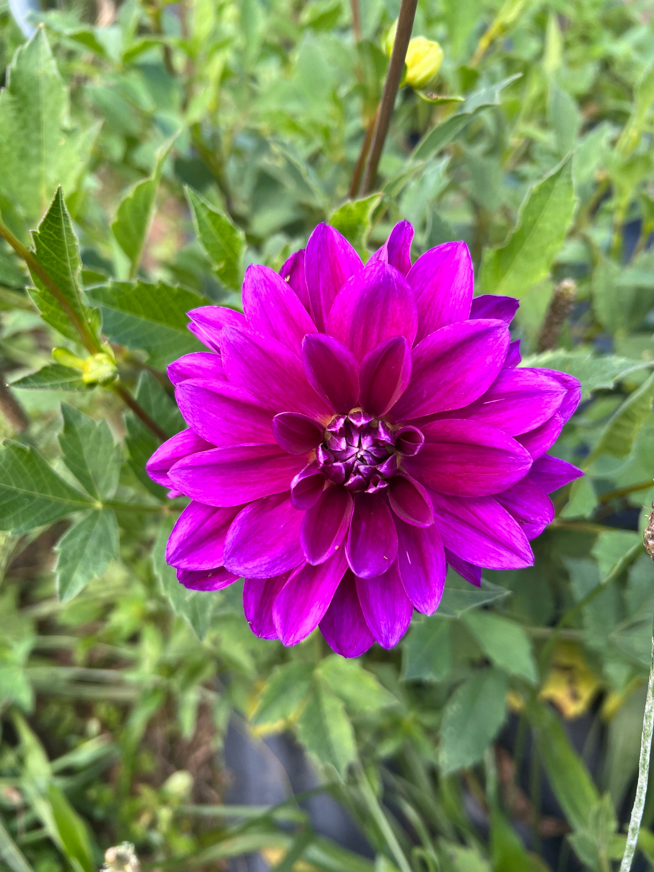 Thomas Edison Dahlia Tuber