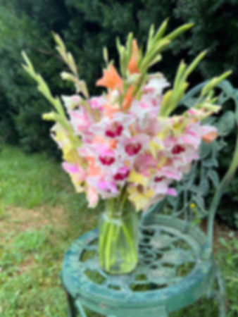 Gladiolus Mix 15 Corms