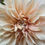 Thumbnail: Café Au Lait Dahlia Tuber
