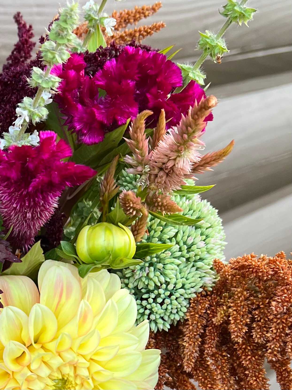 Celosia Celway Terracotta Seeds