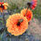 Thumbnail: David Howard Dahlia Tuber