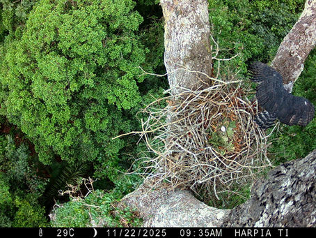 Centro Cultural Wagôh Pakob e o povo Paiter Suruí celebram oito anos de monitoramento da harpia, espécie-chave para a conservação das florestas