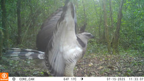 Uiraçu reaparece no Paraná após mais de 60 anos