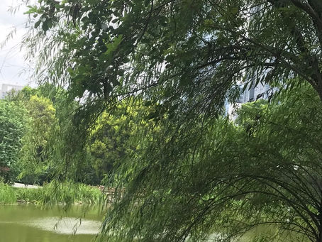 柳宗元《種柳戲題》“Written in Jest on Planting Willows” by Liu Zongyuan