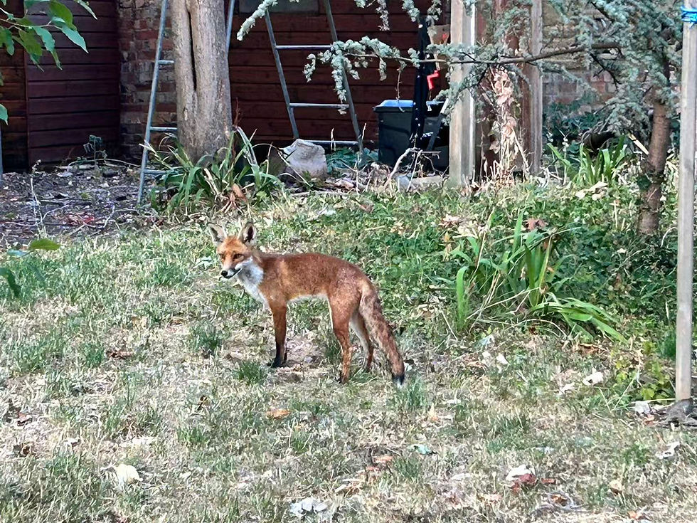 If you raise a fox ...