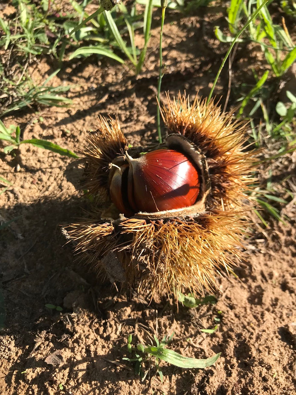 張鎡《清平樂·炮栗》To the Tune Qingpingle, On Roasting ChestnutsBy Zhang Zi (1153-1221?)