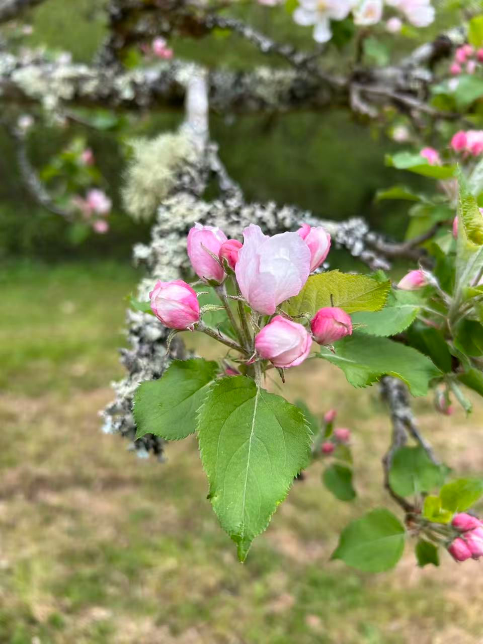 胡天遊《蘋果花》“Apple blossoms” by Hu Tianyou (1696-1758)