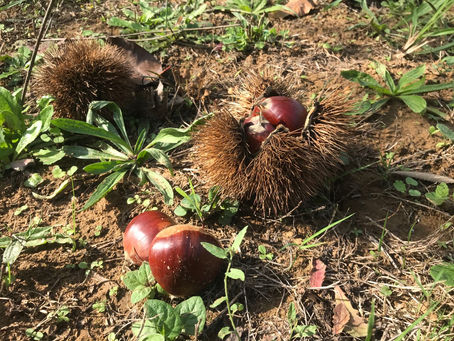 Chestnuts in the Erruting qunfang pu 二如亭群芳譜 pt. 1
