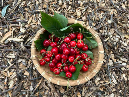 陳與義《櫻桃》“Cherries” by Chen Yuyi (1090-1139)