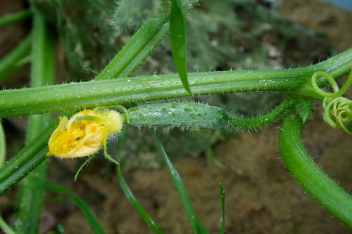 English Cucumbers [3 pts] | faucettefarms