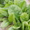 Thumbnail: Spinach [2 to 6 pts]