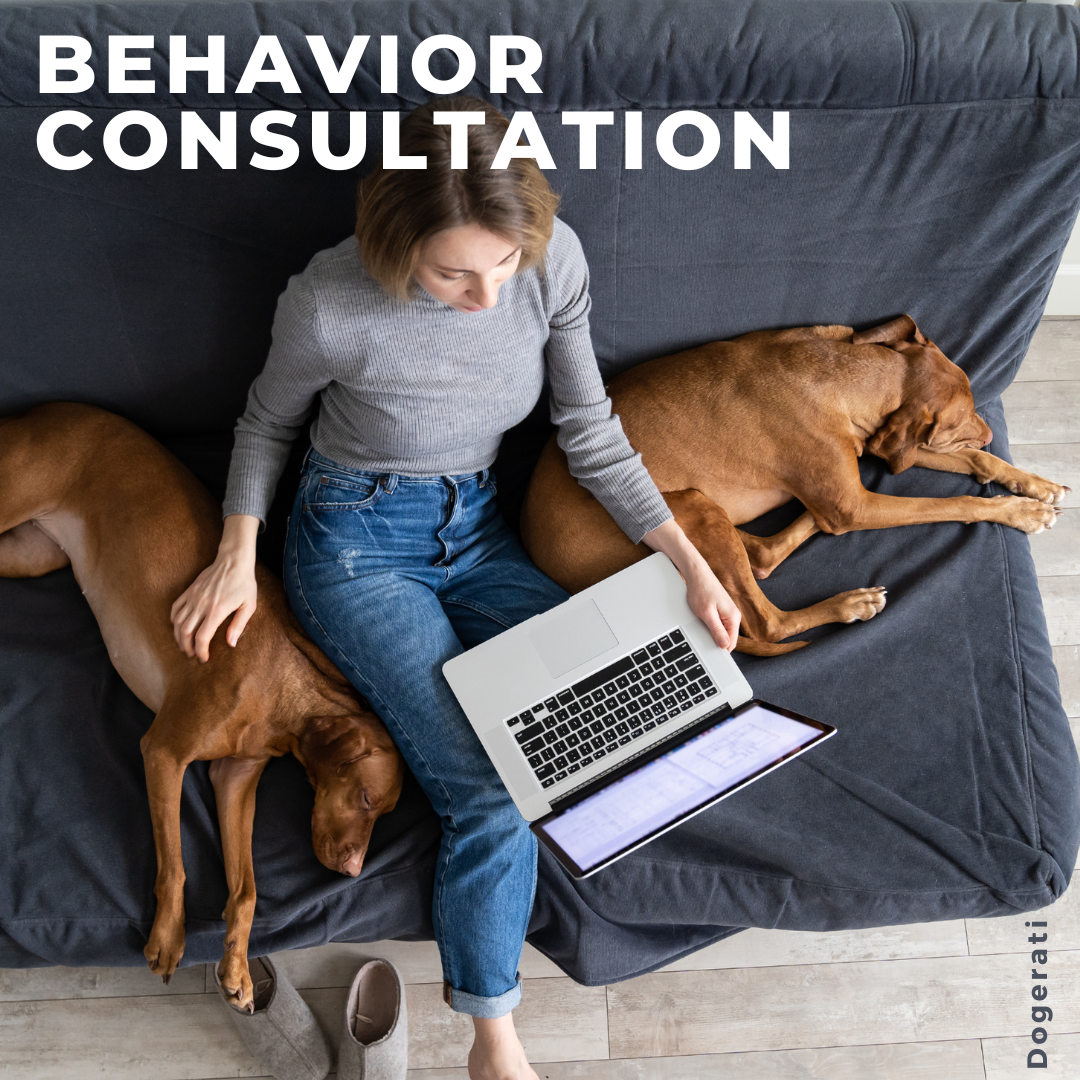 Fear and Reactivity Behavior Consultation