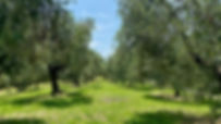 IMG_3517.jpeg