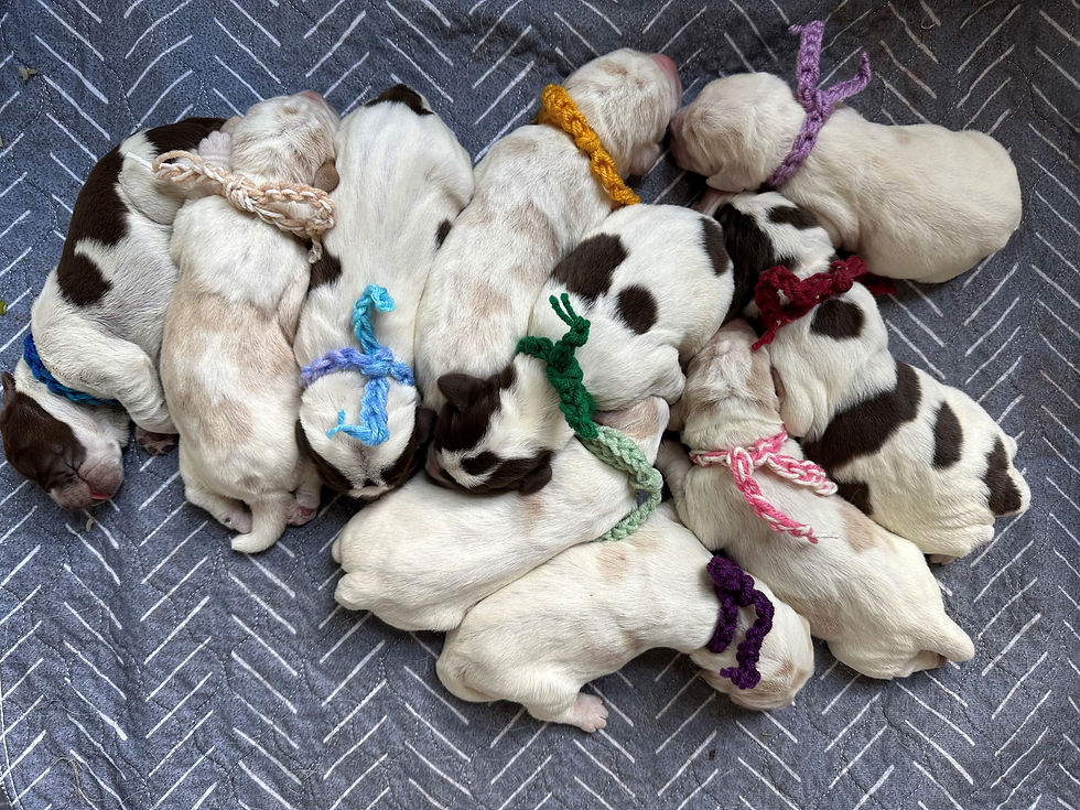 collars on puppies.jpg