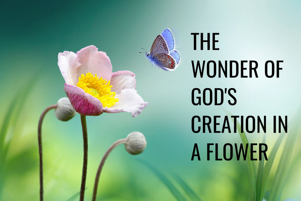THE WONDER OF GOD'S CREATION IN A FLOWER