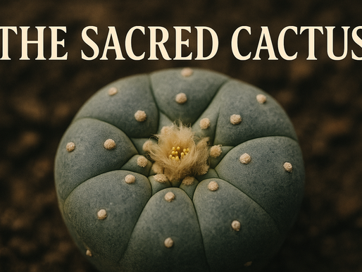 The Sacred Cactus: How Indigenous Guardians Fight to Save a 5,000-Year-Old Spiritual Legacy
