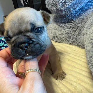 Lovely Black Masked Fawn French Bulldog Puppy