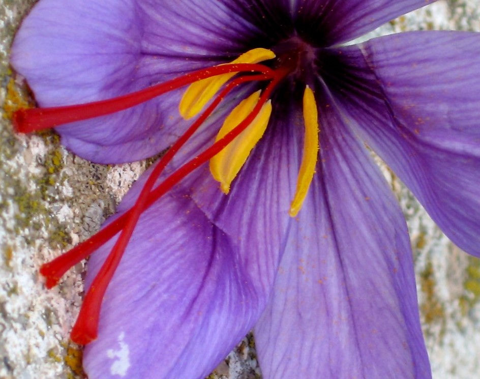 À fleurs de peau - Crocus