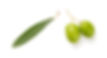 spanish olive Oil