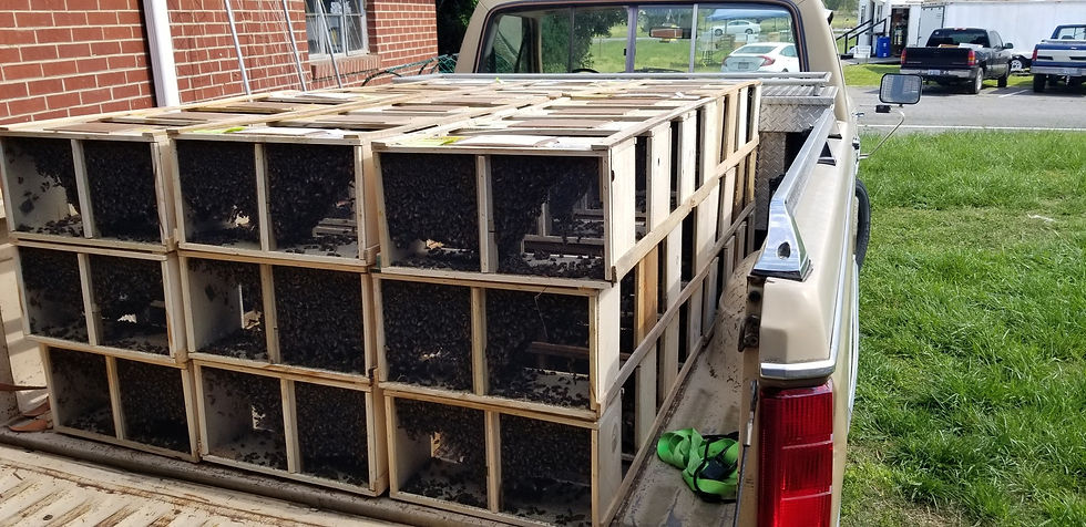 Thumbnail: Package Bees