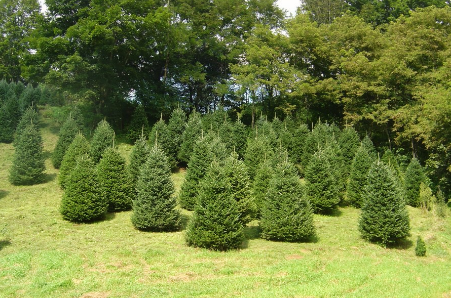 King's Christmas Trees NC Gastonia, NC Tree Lots