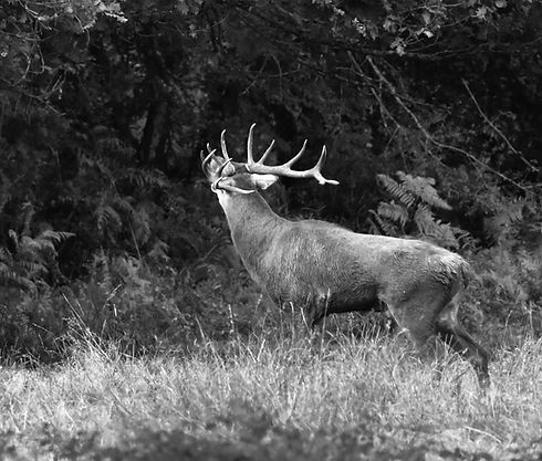 DSC_0504(1).jpg