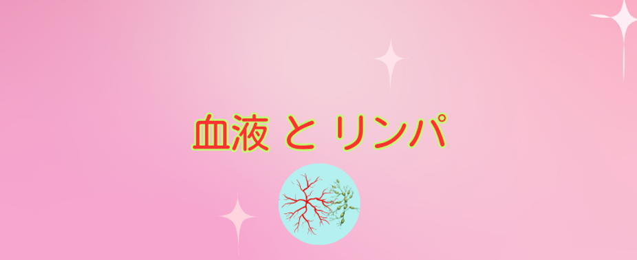 血液とリンパ.png