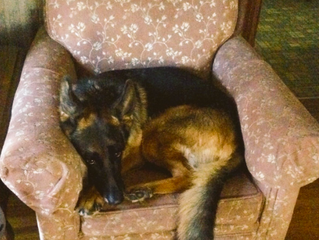 My Dog Thinks She's Human... Seriously.
