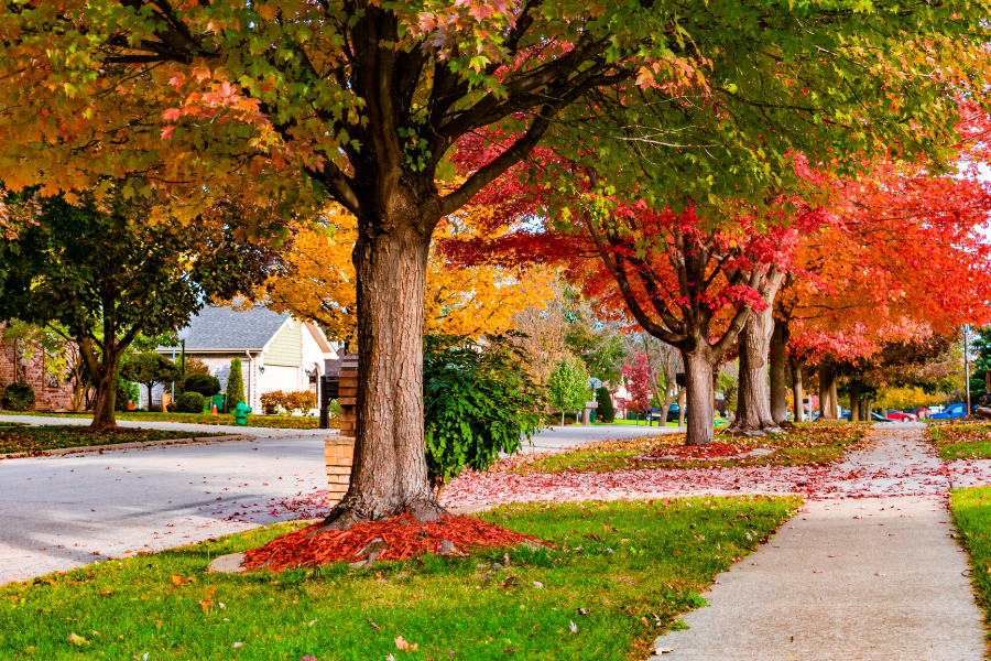fall neighborhood