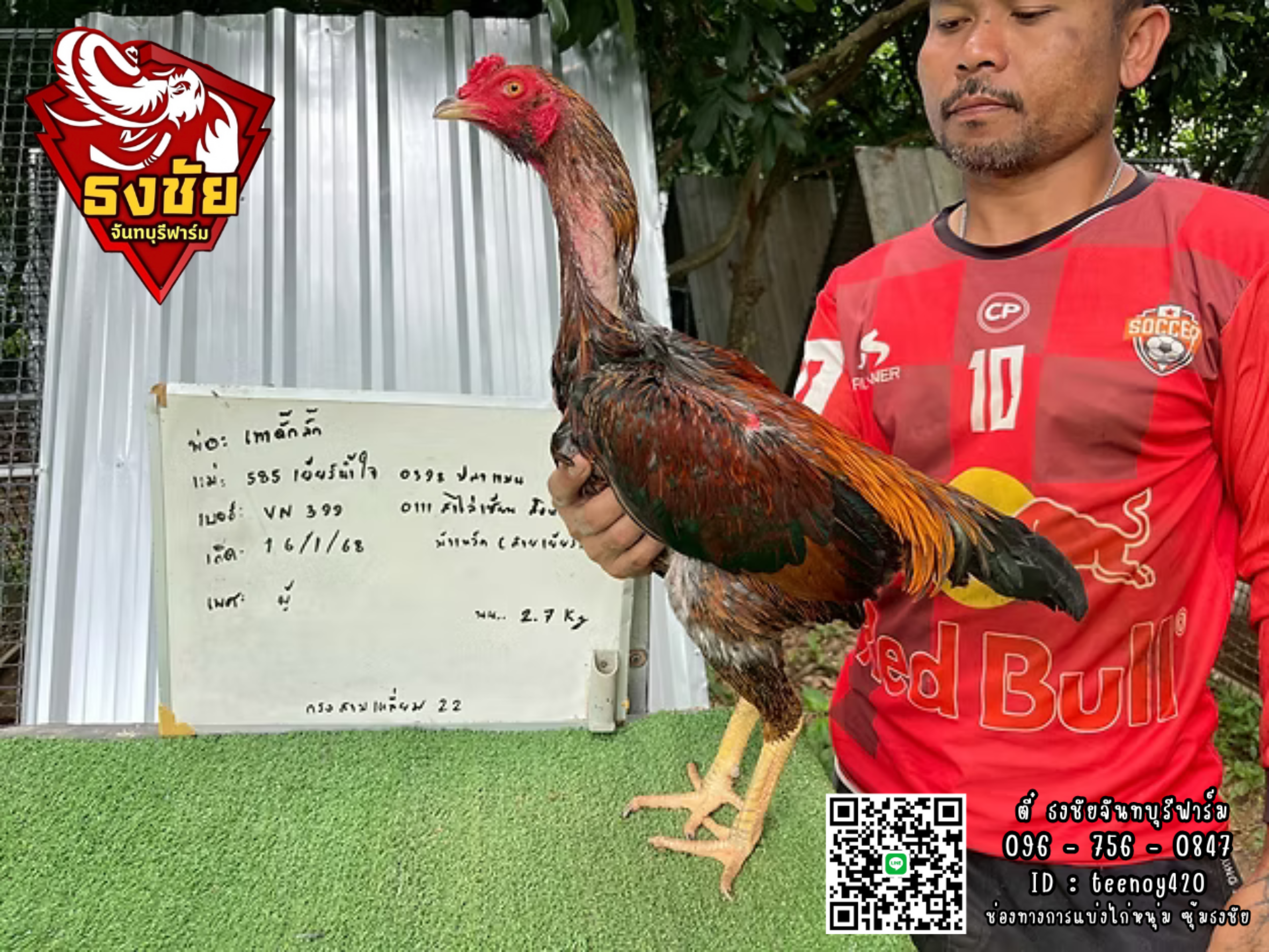 พ่อ:เทาดั๊กลั๊ก แม่: 585เยียร์น้ำใจ 0398ปลาแมน สาไล่เซียน ม้าเหล็ก (สายเยียร์)