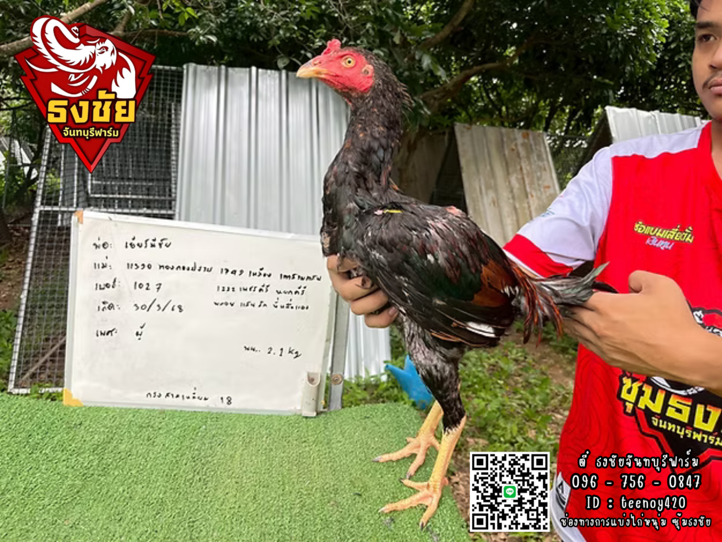 **ขายแล้ว**