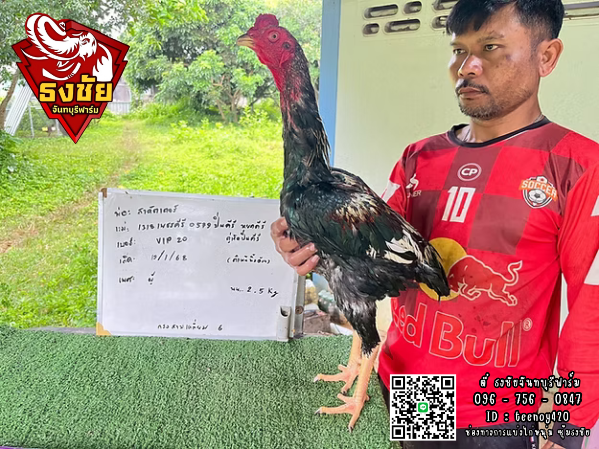 พ่อ:สาคัตเตอร์ แม่: 1318เพรชคีรี 0579ปิ่นคีรี หยกคีรี คู่เกิดปิ่นคีรี เบอร์VIP20