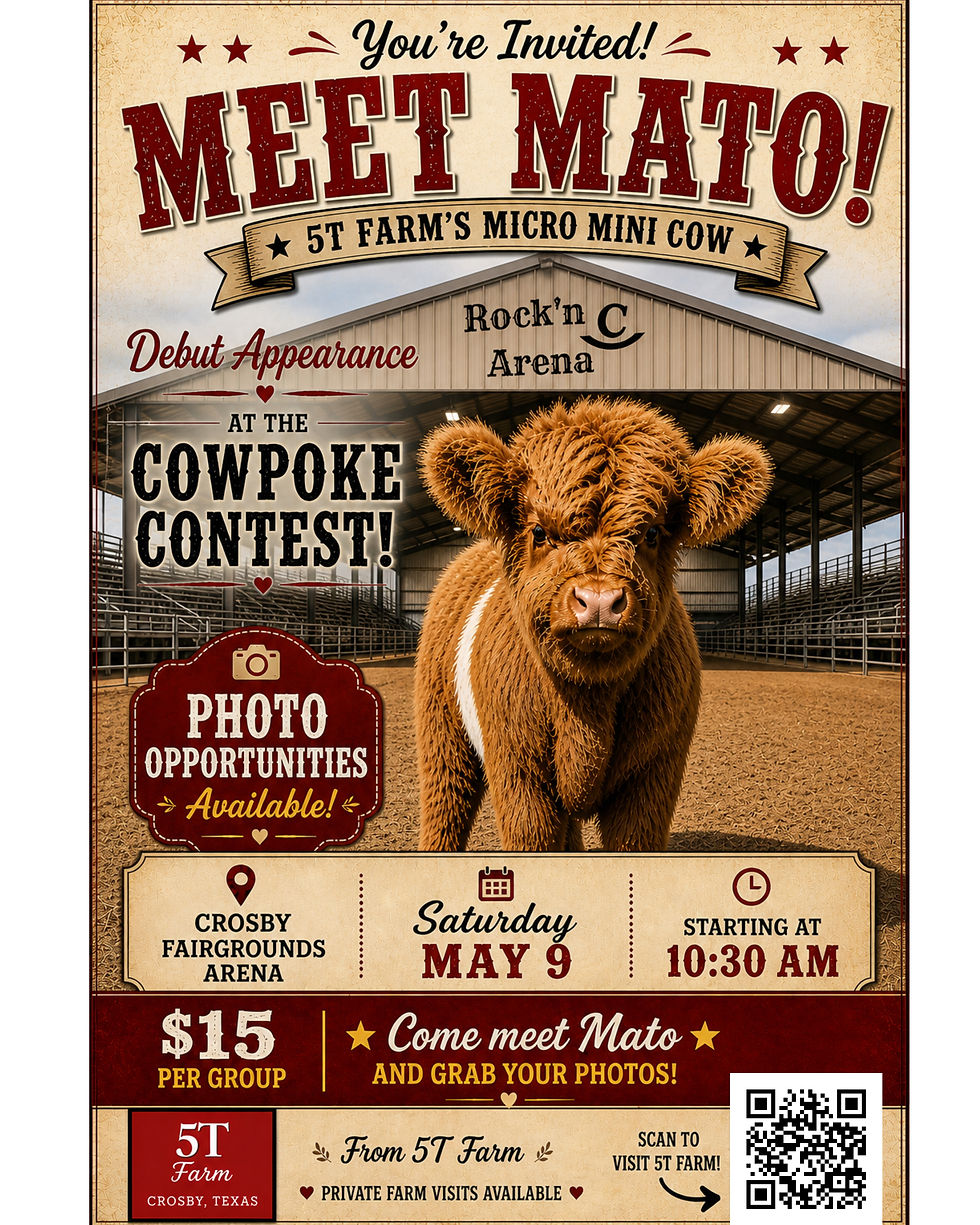 Mato’s Debut at the Cowpoke Contest 🐮