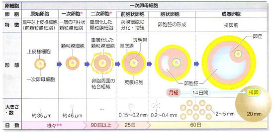 卵胞の成長.jpg