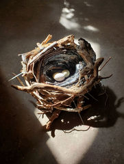 Nest