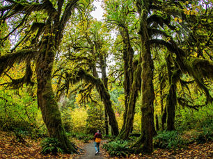 Visit The HOH Rain Forest From Seabrook