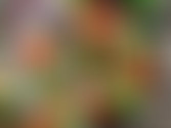 ЩО СПІЛЬНОГО ТА ВІДМІННОГО У ВЕГАНСТВА ТА СИРОЇДІННЯ