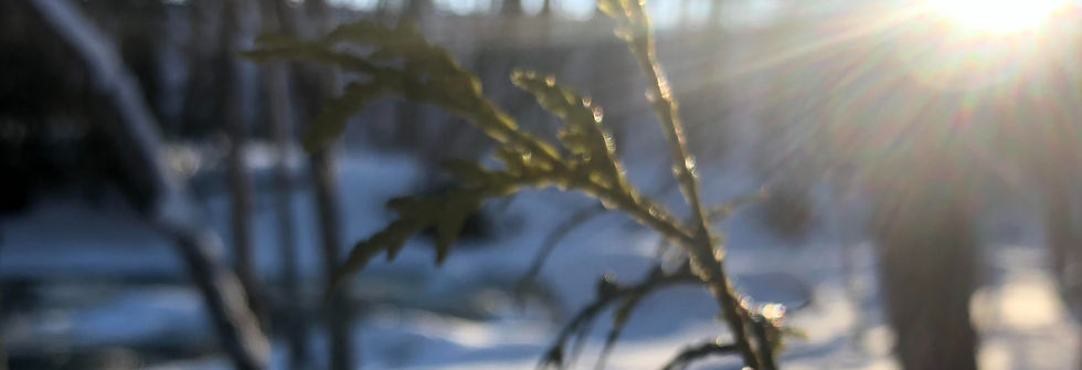 Sunny day in winter