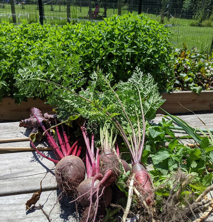 I Spent a Day at an OrganicVeganSustainable Farm and You Can Too!