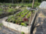Growing Lettuce