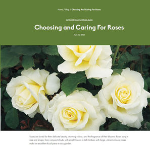 Choosing and Caring for Roses