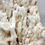 Thumbnail: Cave Calcite (Aragonite) in wood stand